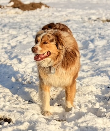 Aspen red merle Australian Shepherd father dog at Marlboro Meadows Farm in Marlboro New Jersey