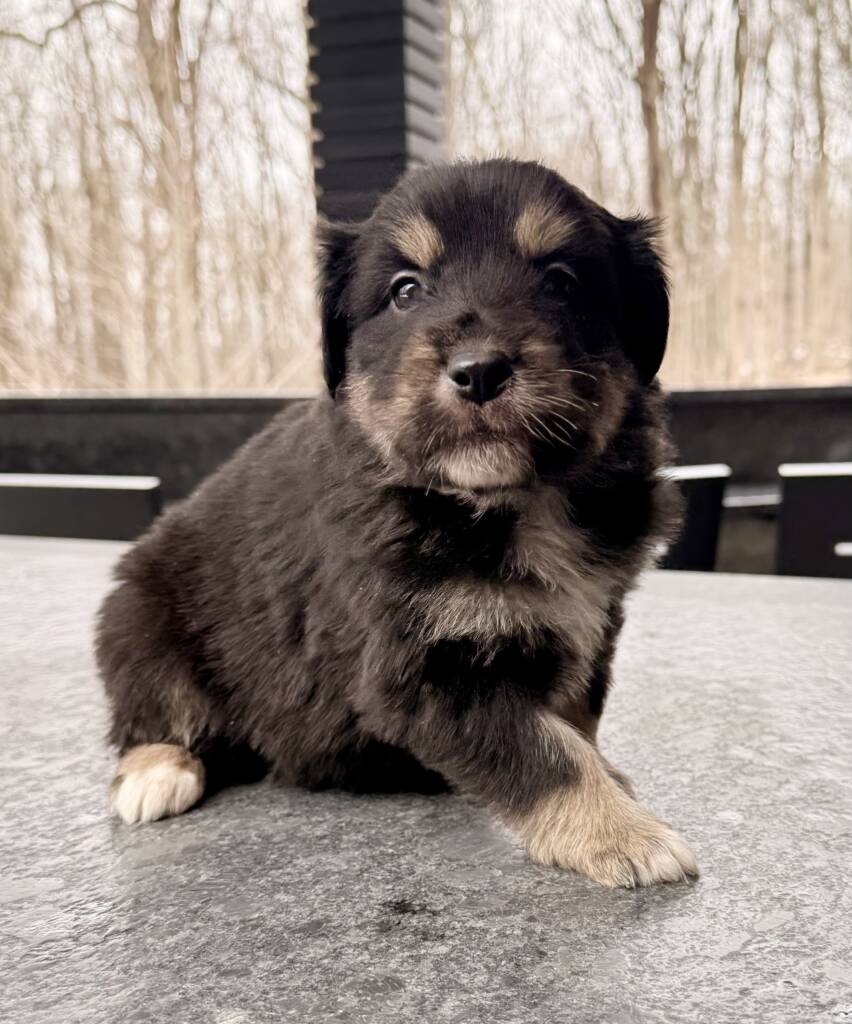 Dakota black Australian Shepherd puppy from Marlboro Meadows Farm in Marlboro NJ