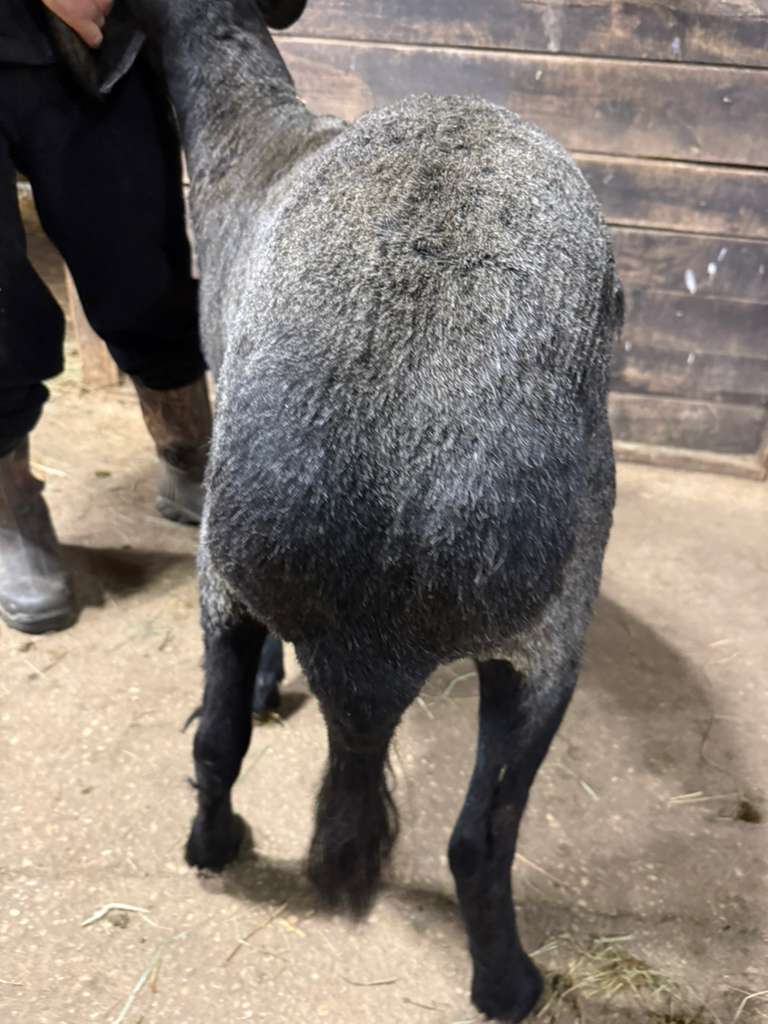 Awassi ram showing characteristic fat tail rear view