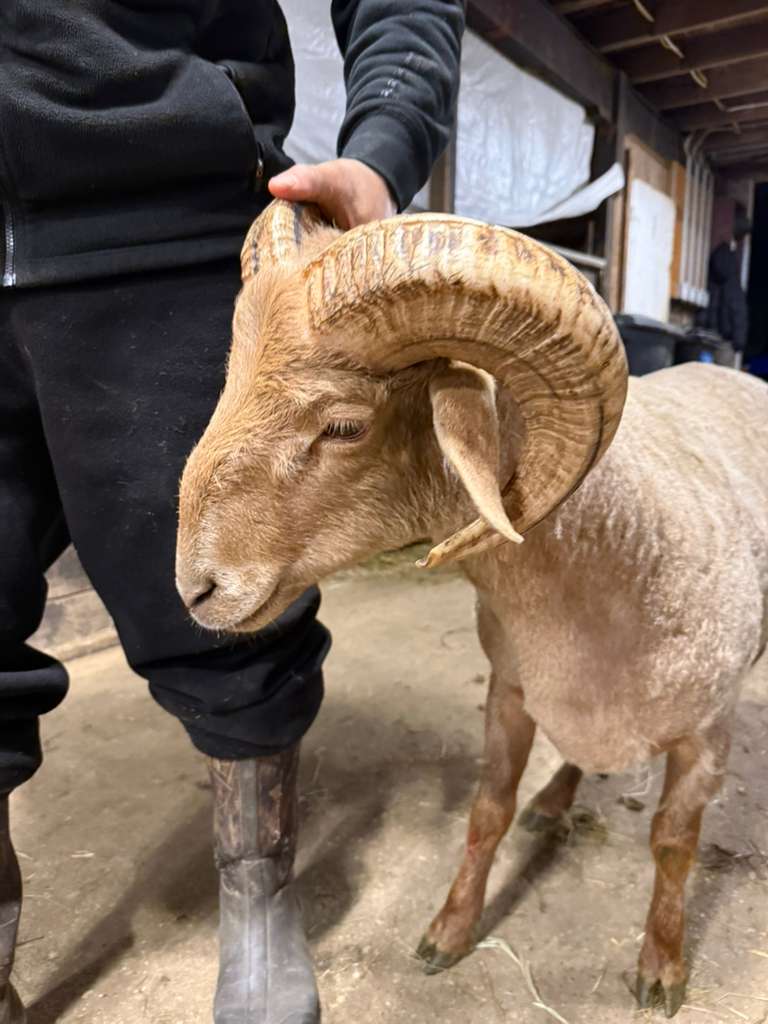 Awassi ram head profile showing golden horns