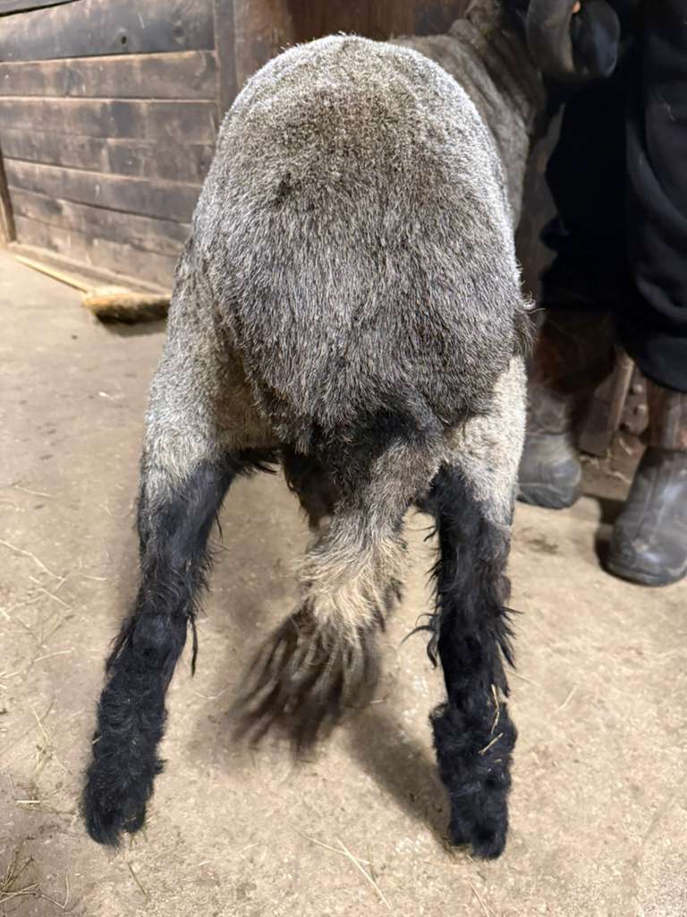 Awassi ram hindquarters view Marlboro NJ farm