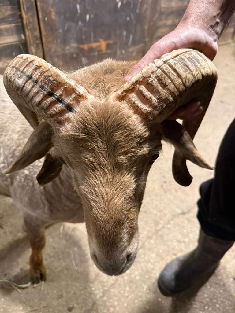 Awassi ram horn closeup at Marlboro Meadows Farm NJ