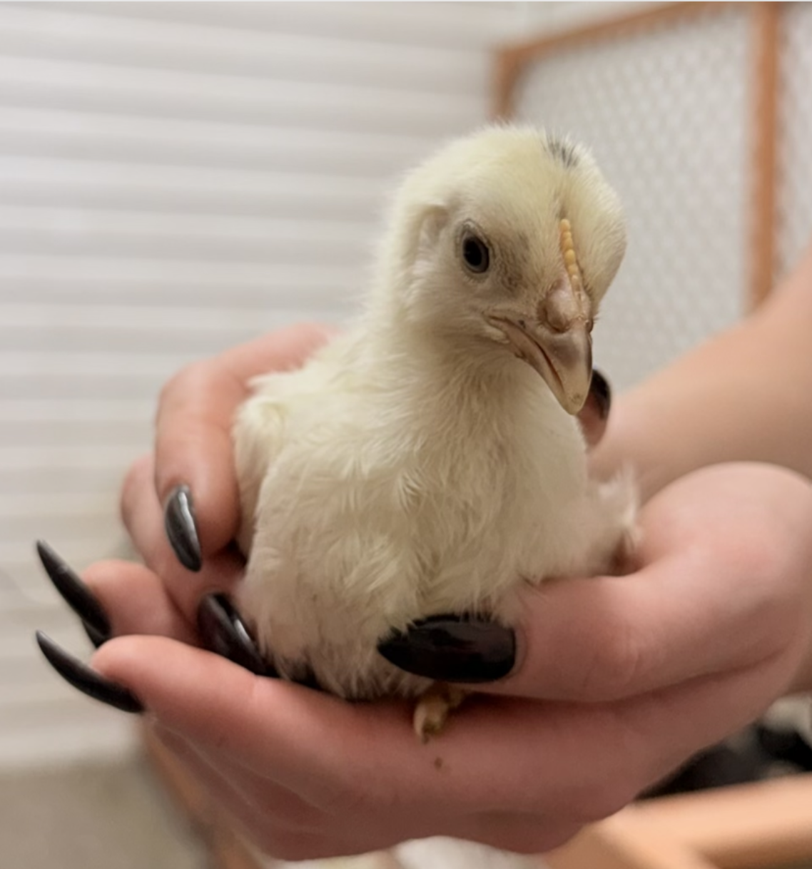 Day-old baby chick at Marlboro Meadows Farm NJ