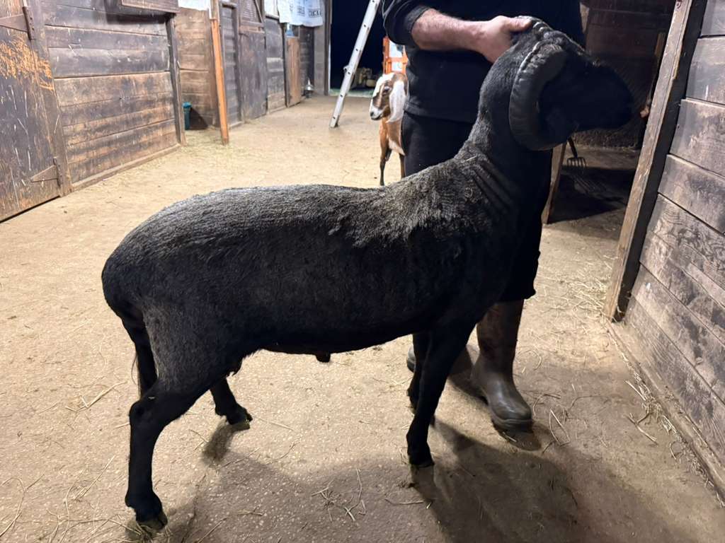 Black Awassi ram for sale Marlboro Meadows Farm NJ