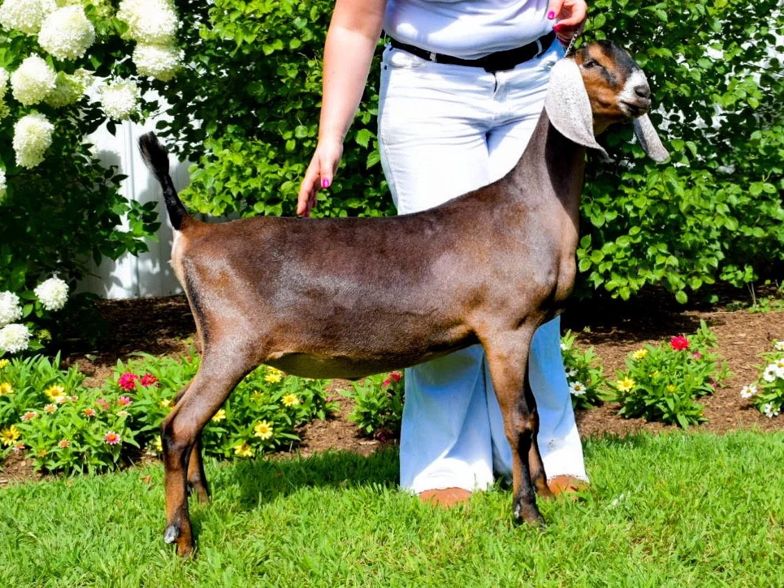 Maple's mother — dairy-line Nubian doe at Marlboro Meadows Farm