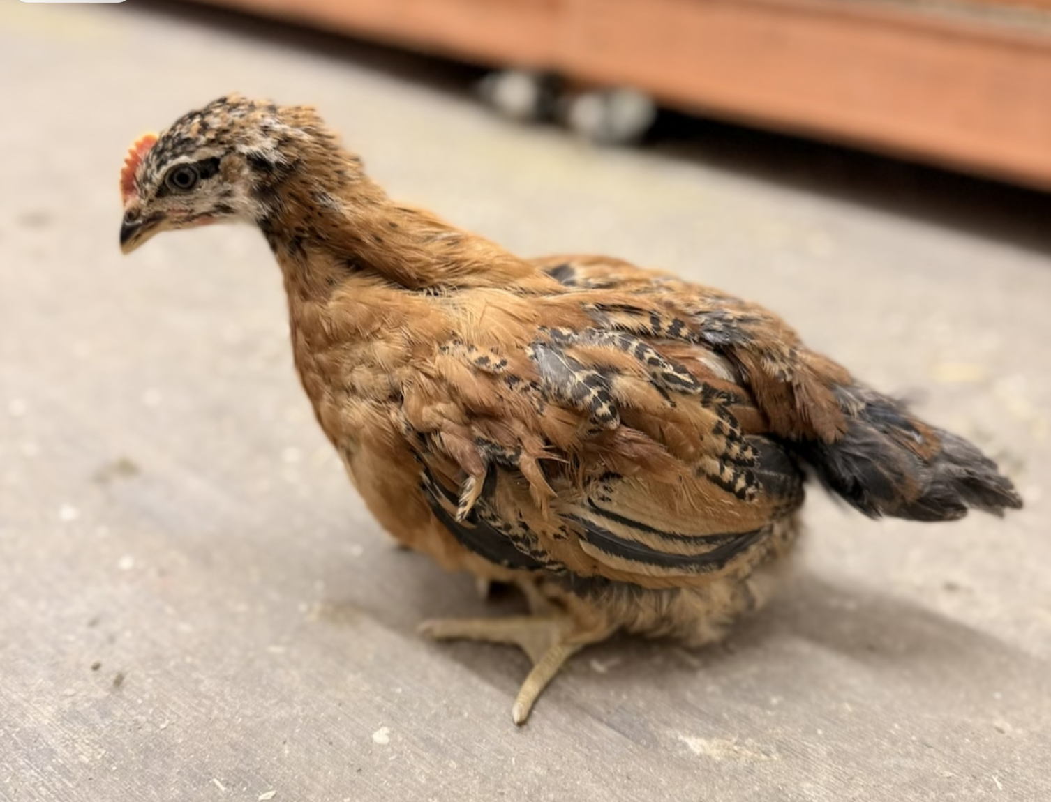3-month-old cockerel organic-raised at Marlboro Meadows Farm NJ