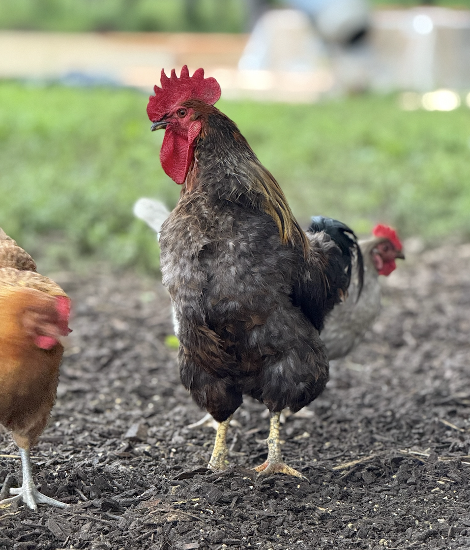 Free-range rooster and hens pasture-raised at Marlboro Meadows Farm, Marlboro NJ