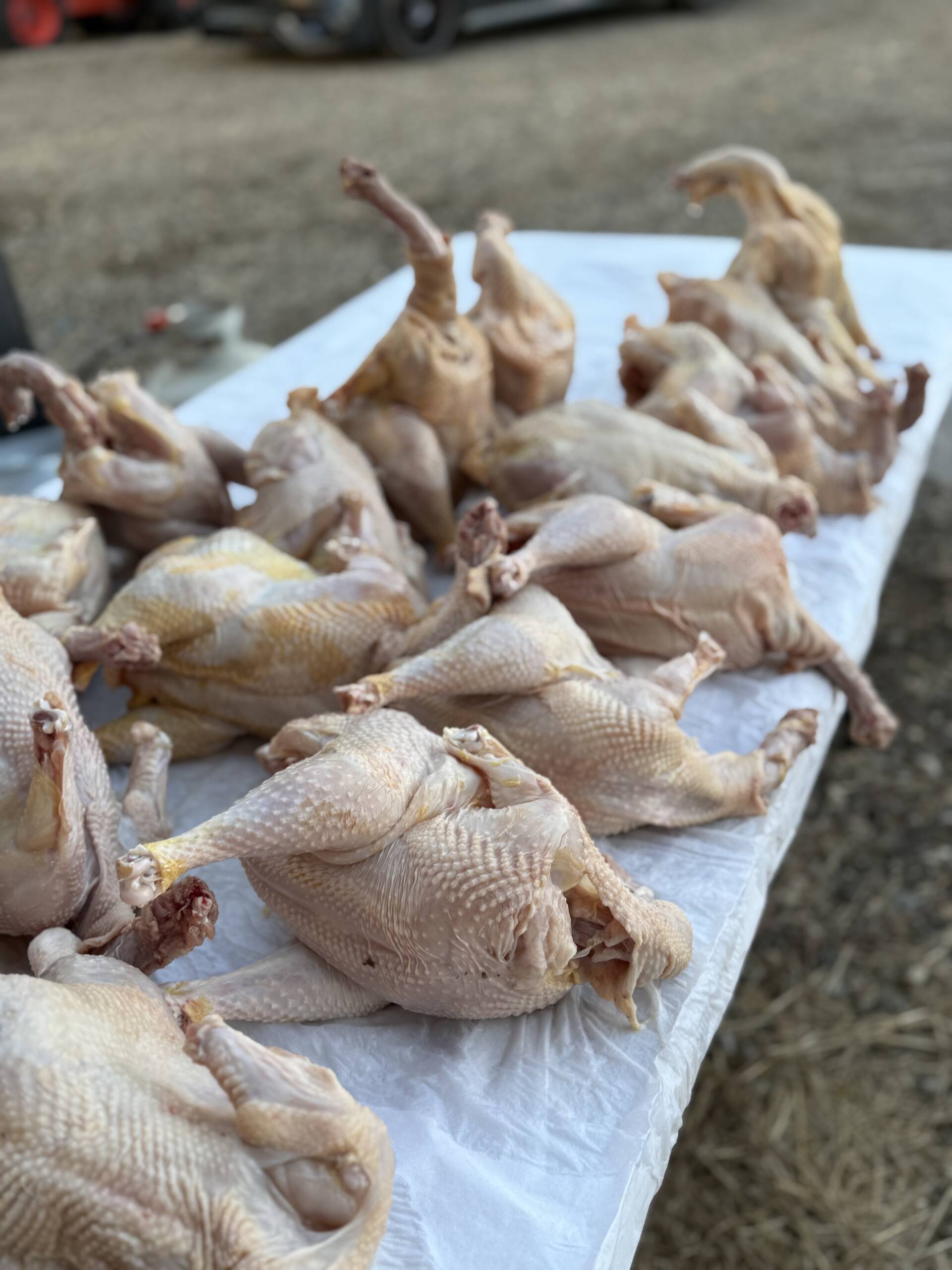 Fresh whole pasture-raised chickens laid out after processing at Marlboro Meadows Farm Monmouth County NJ