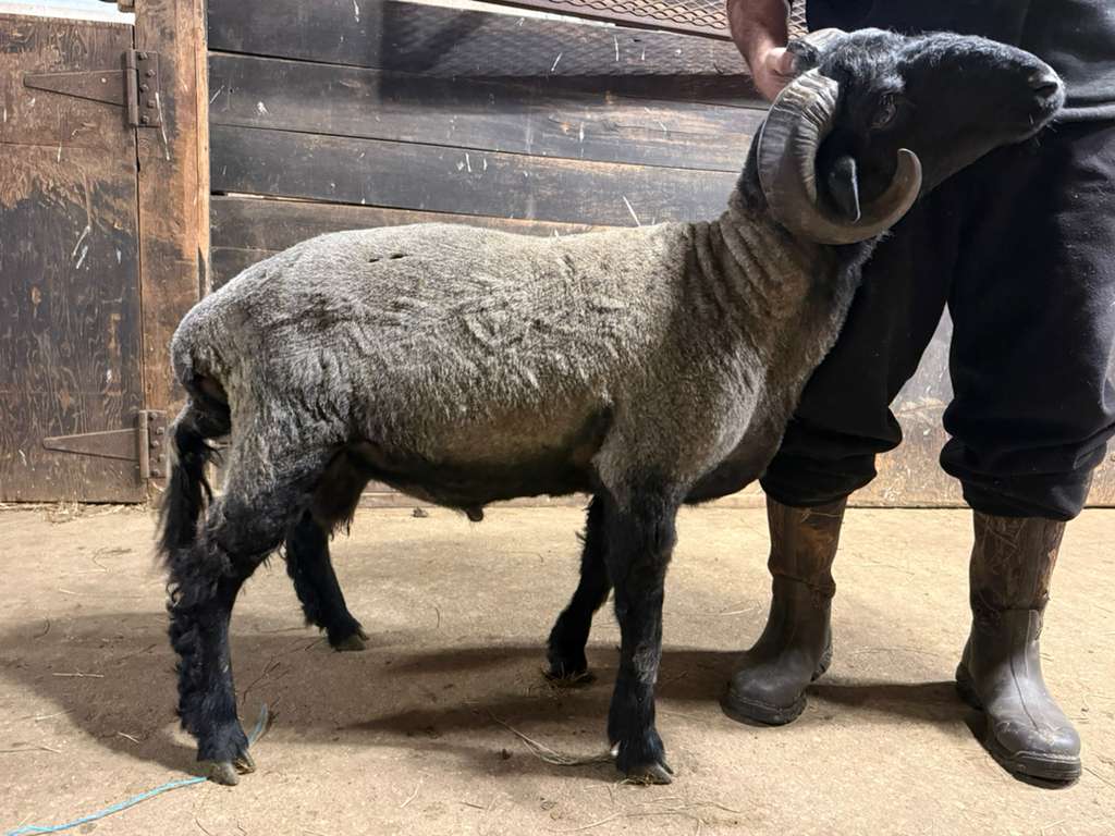 Silver Awassi breeding ram Monmouth County NJ
