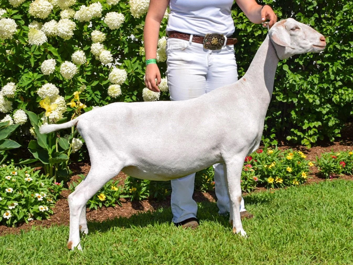 Blossom's mother — high butterfat Nubian doe at Marlboro Meadows Farm