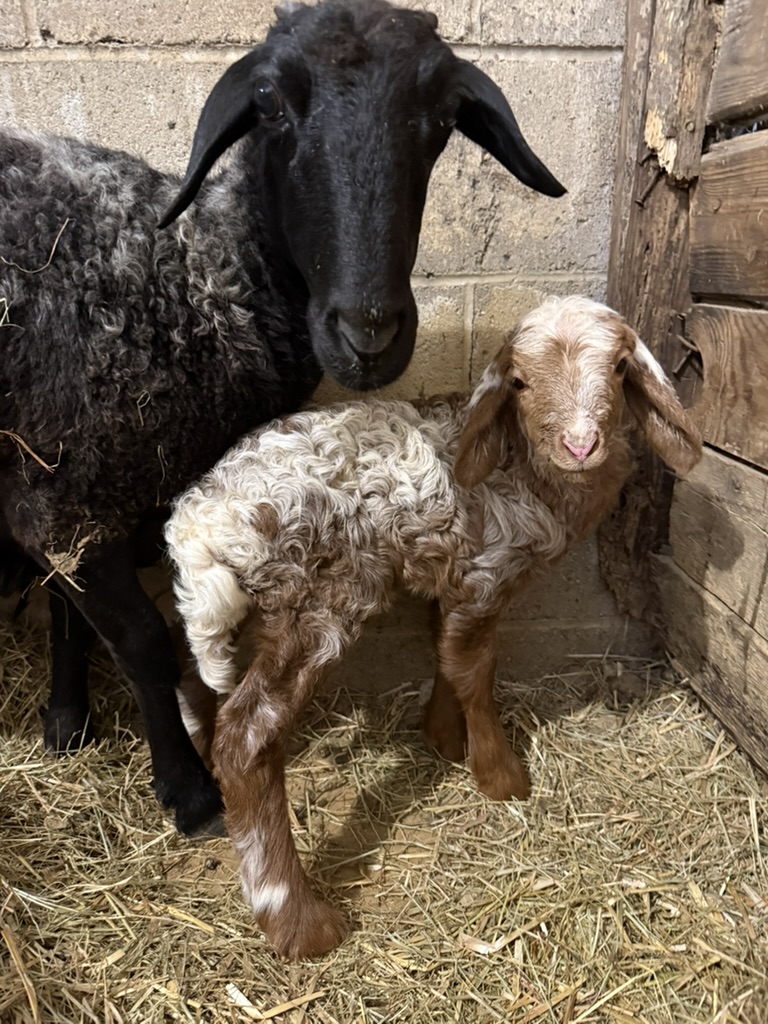 Awassi sheep at Marlboro Meadows Farm Marlboro NJ