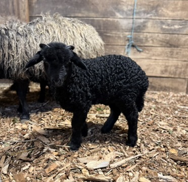 Black Awassi sheep at Marlboro Meadows Farm Monmouth County NJ