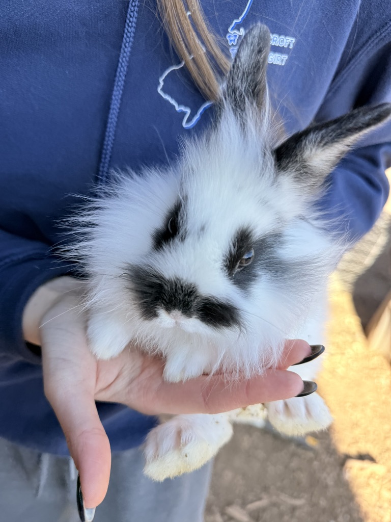 Close up of bunny at Marlboro Meadows Farm Marlboro NJ