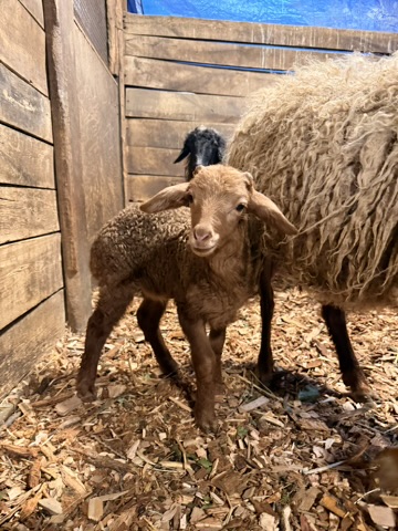 Baby Awassi lamb at Marlboro Meadows Farm private tour Monmouth County NJ