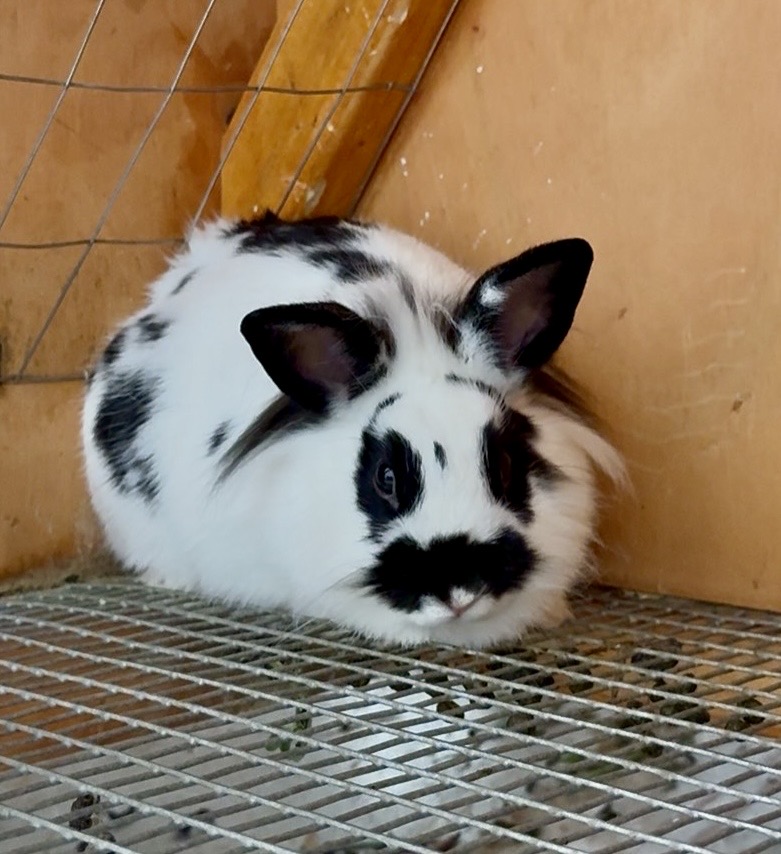 Panda the black and white Lionhead rabbit mother at Marlboro Meadows Farm