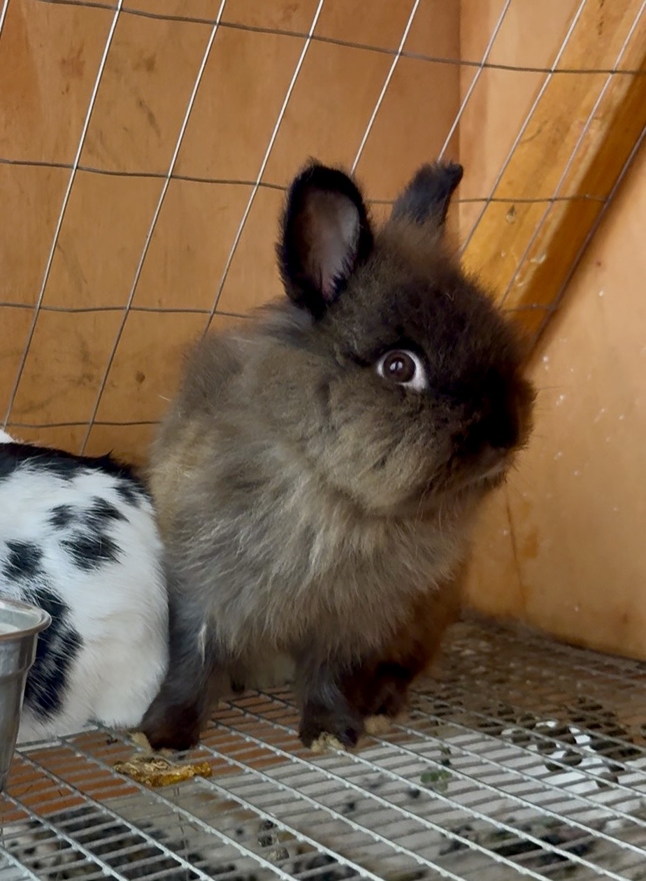 Dark brown Lionhead rabbit father at Marlboro Meadows Farm in Marlboro NJ