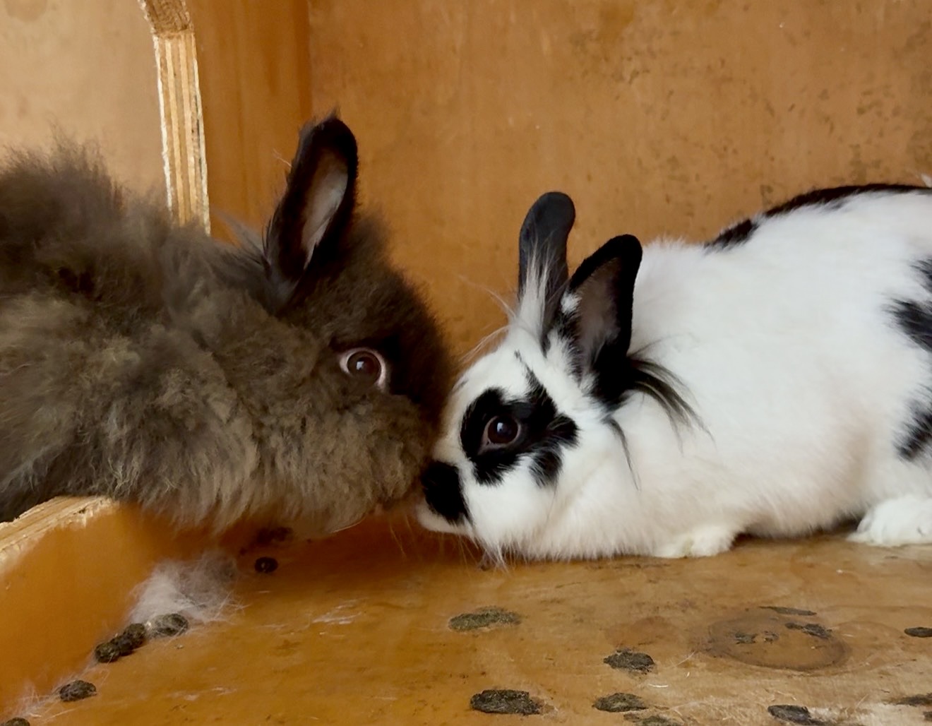 Lionhead rabbit parents Panda and mate together at Marlboro Meadows Farm