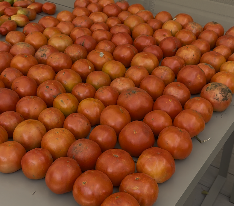 Ripe organic tomatoes grown at Marlboro Meadows Farm in Marlboro, NJ