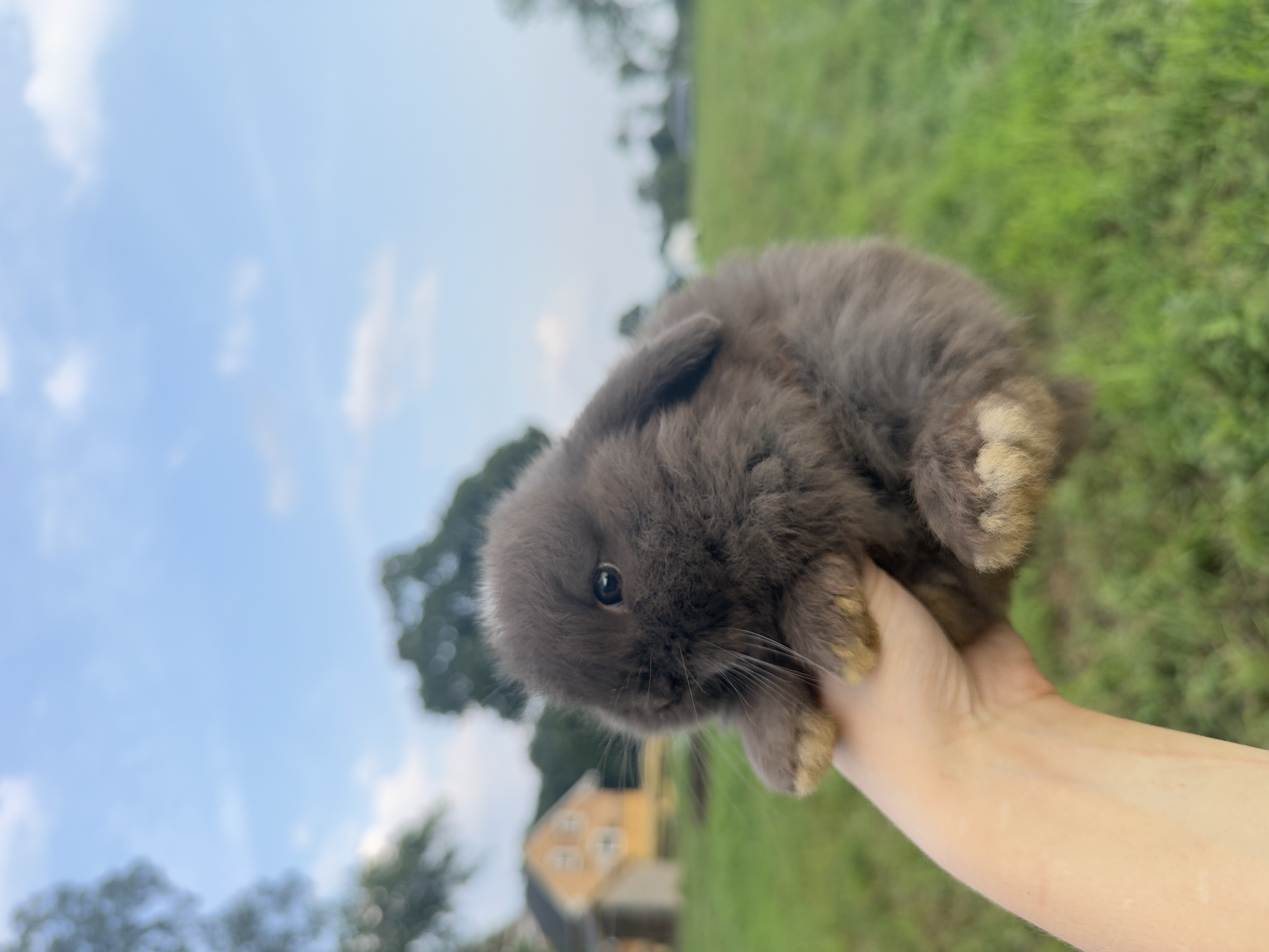 Grey Holland Lop baby bunny for sale in Marlboro NJ
