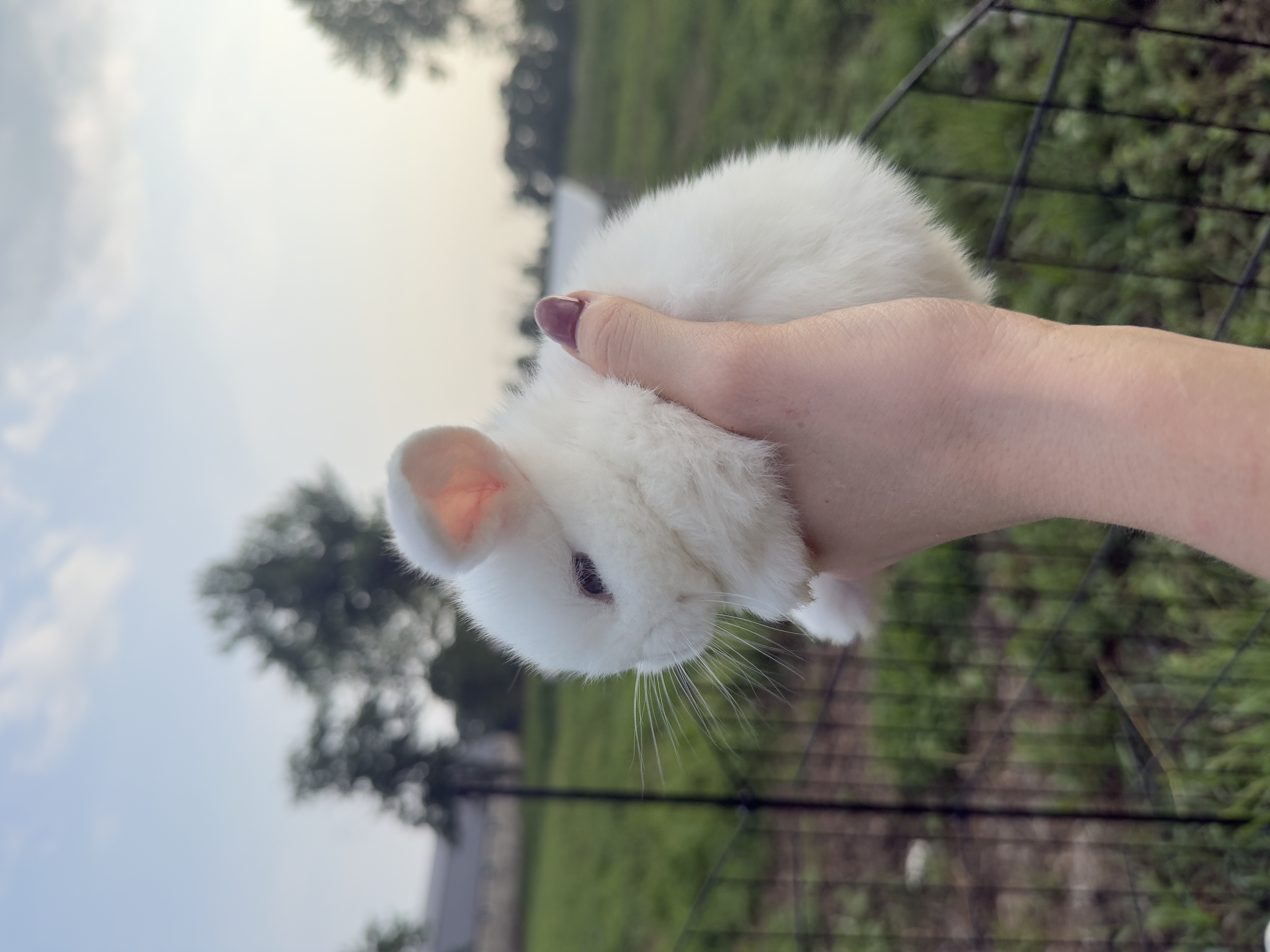 White Holland Lop baby bunny with blue eyes for sale in Marlboro NJ