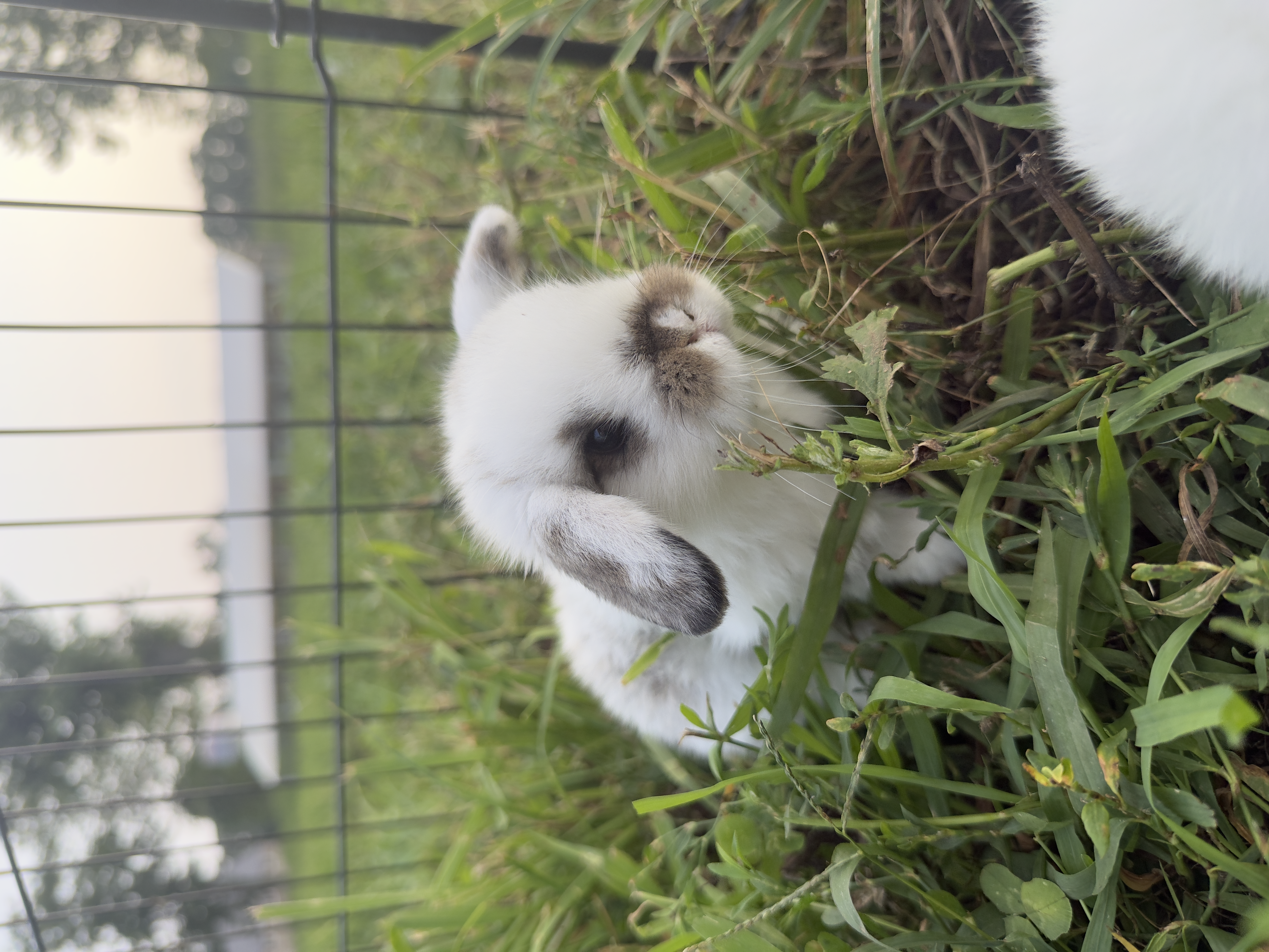 White and grey Holland Lop baby bunny with dark eyes for sale in Marlboro NJ