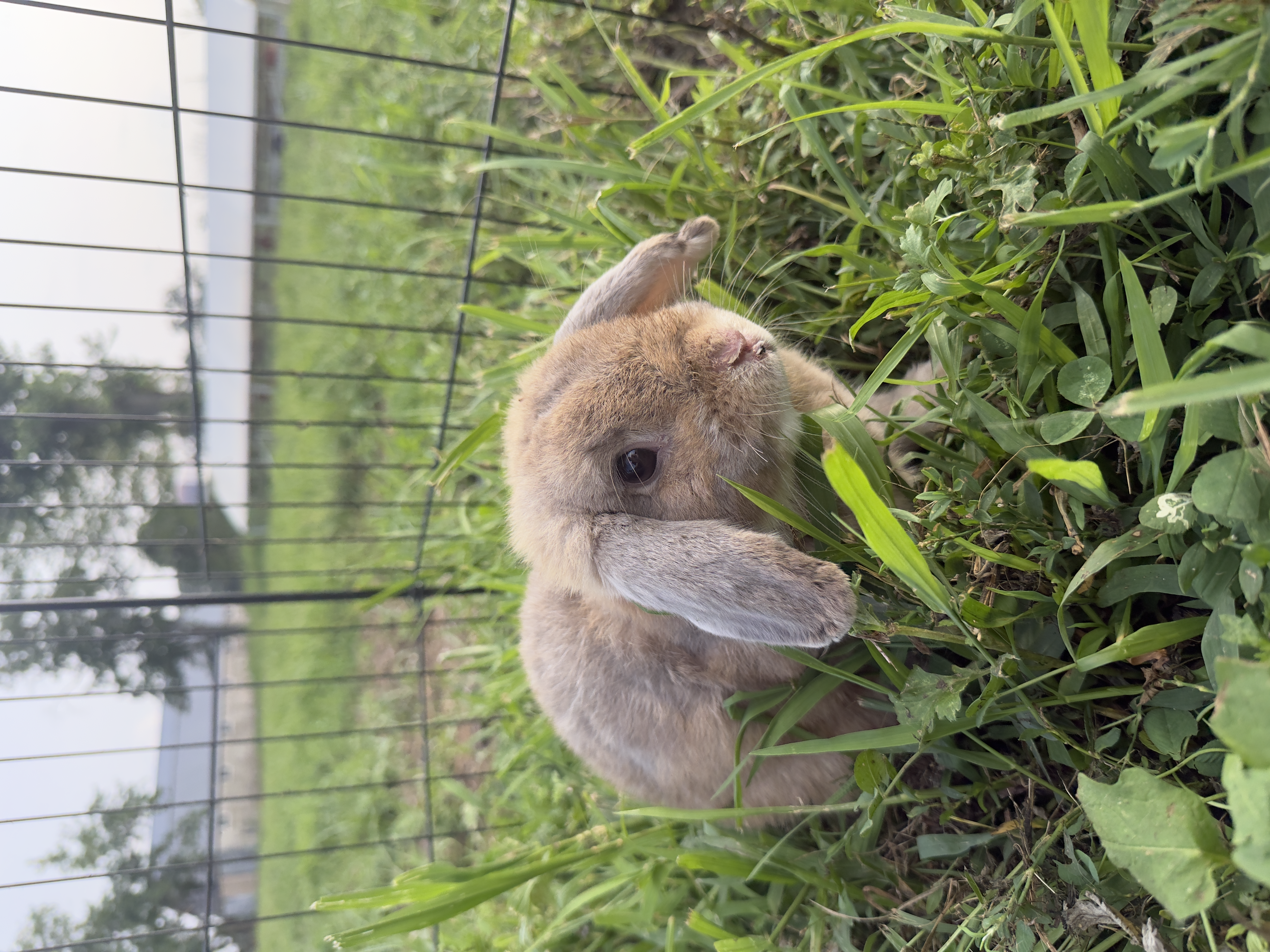 Grey Holland Lop rabbit father at Marlboro Meadows Farm in Marlboro NJ