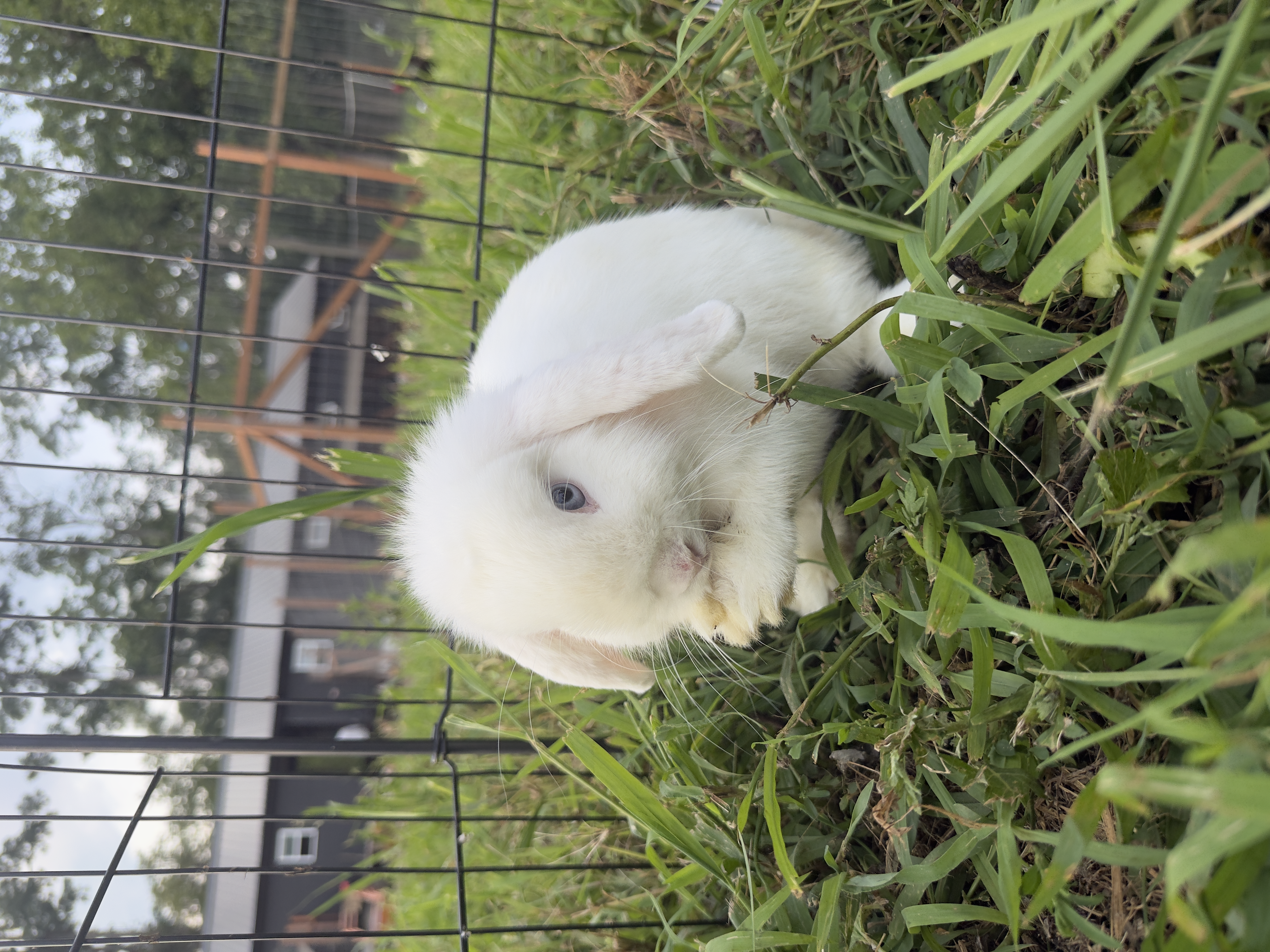 White Holland Lop rabbit mother with blue eyes at Marlboro Meadows Farm